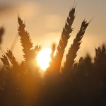 sunrise over a field