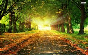 light-road-nature